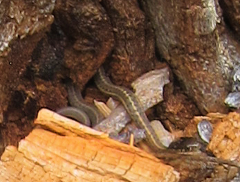 a lizard crawls down from underneath a bark