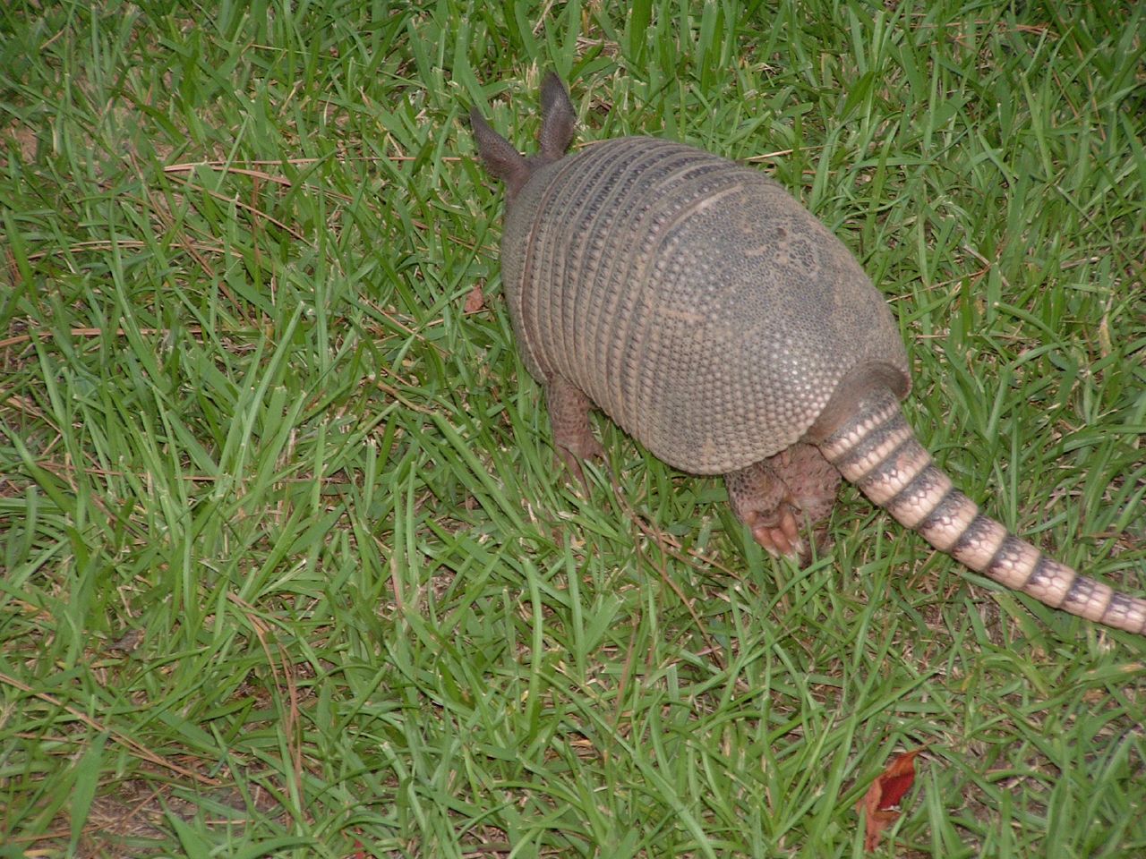 a small armadile walking through the grass