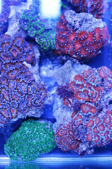 several corals are sitting on the bottom of a glass table
