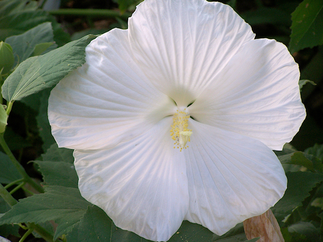 a large white flower in a garden setting