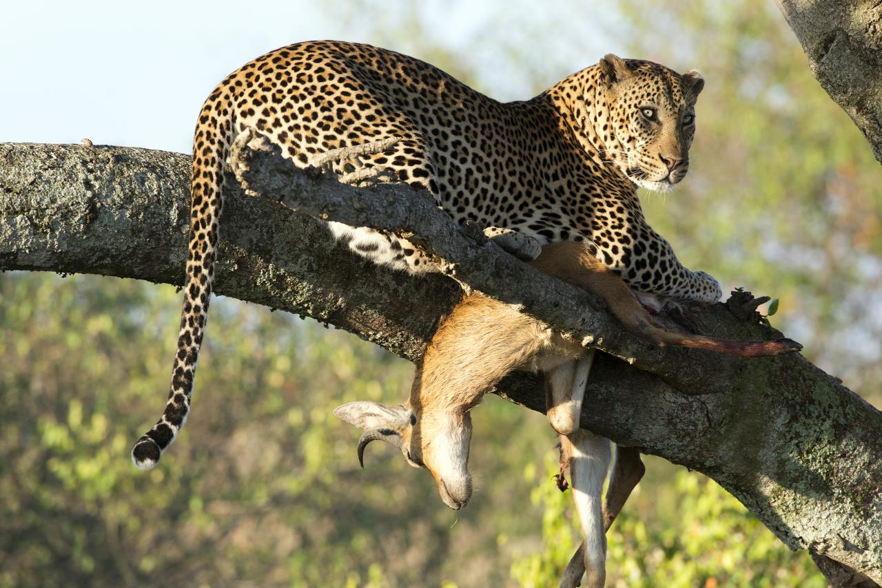 a leopard laying on top of a tree nch