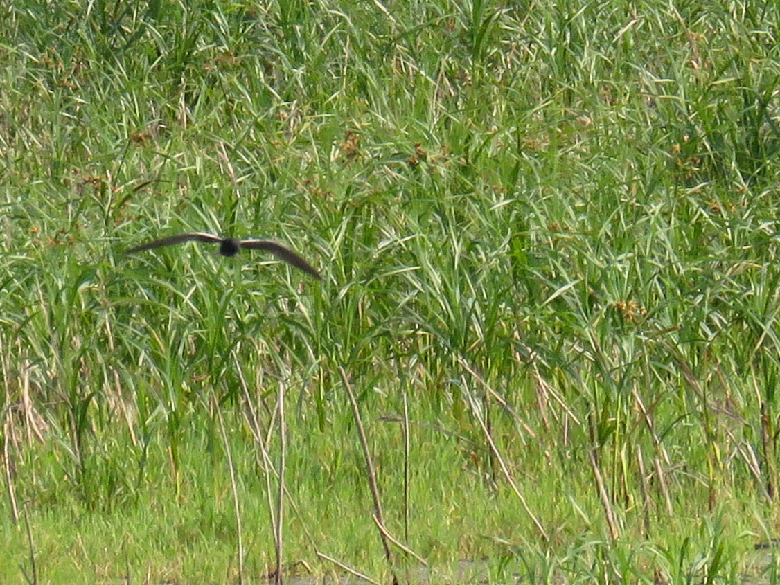 a small bird flying over tall grass in a field