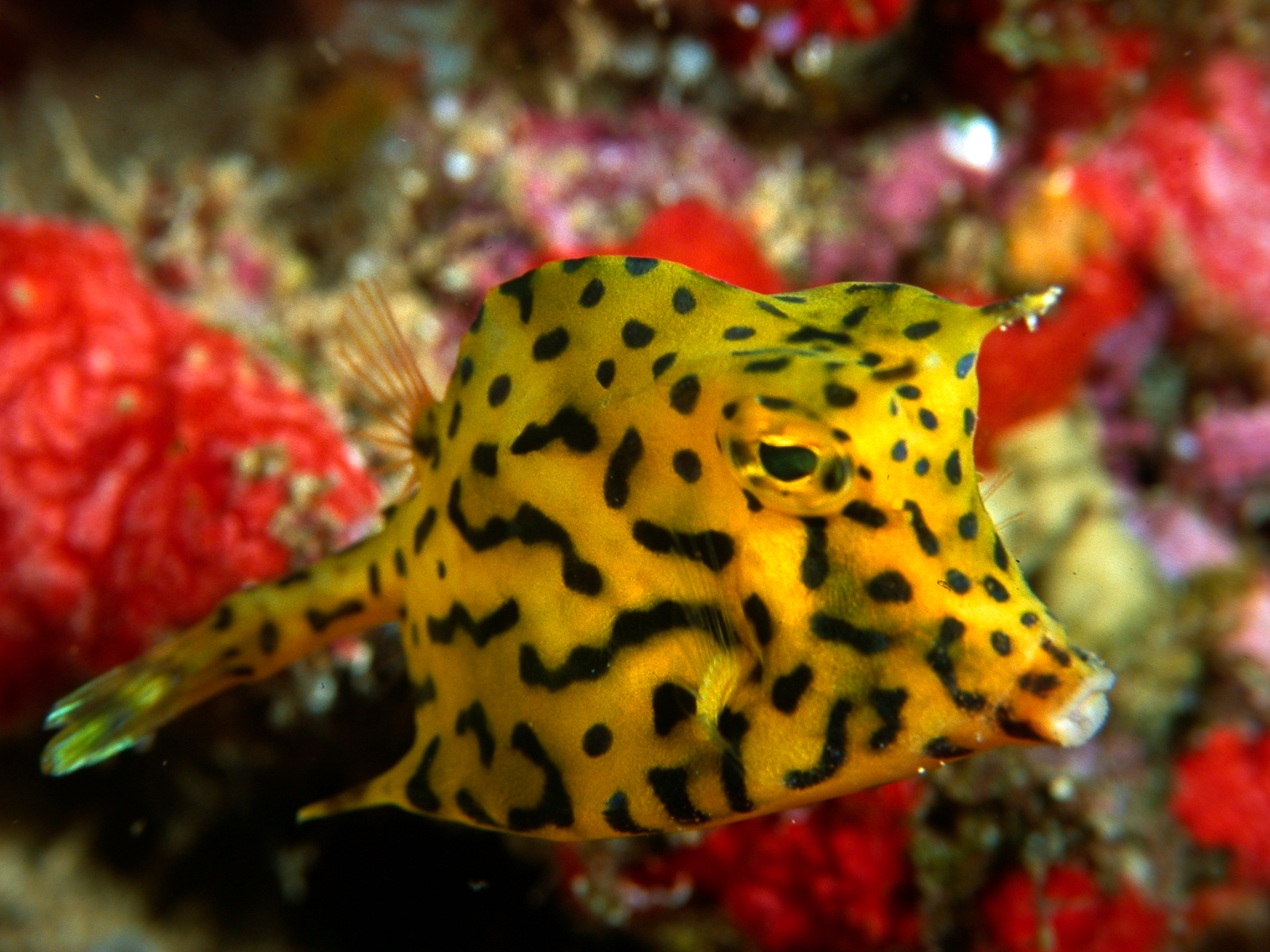 an animal with black spots in front of coral