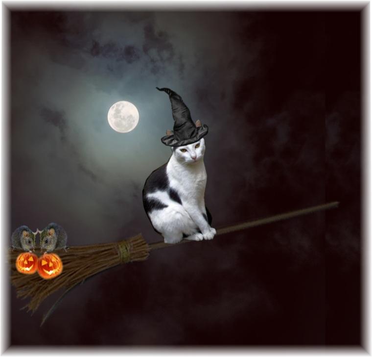 a cat sitting on a broom with the moon and two owls sitting next to it