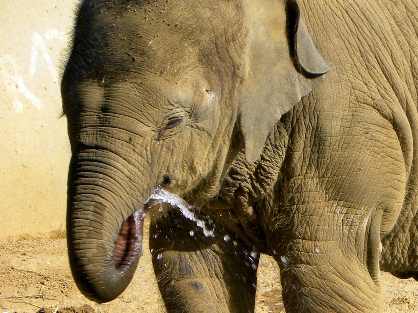 the small elephant is washing itself with water