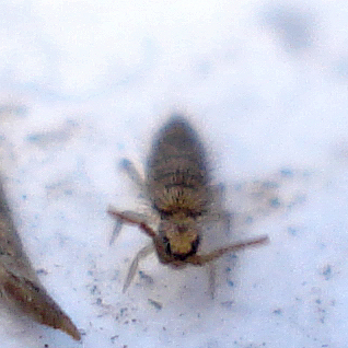 two bugs walking across the snow on the ground