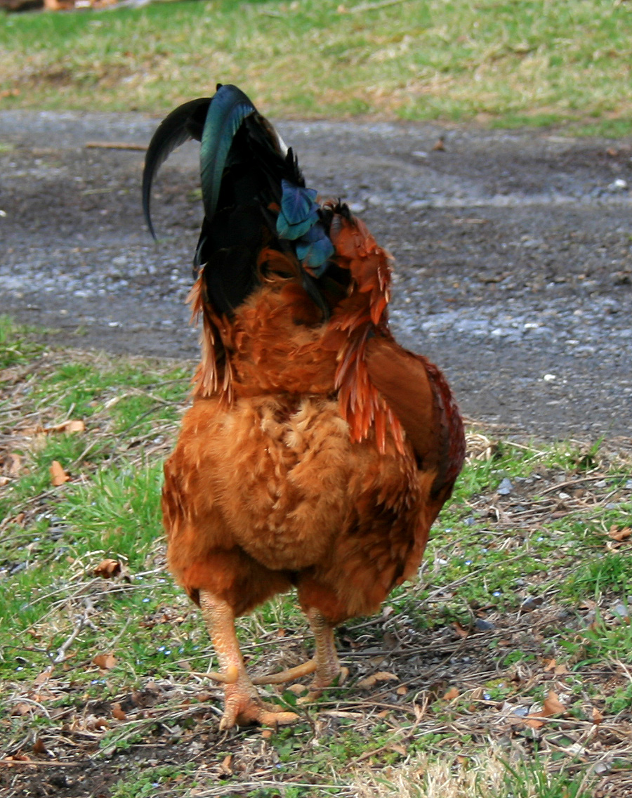 a rooster walking through the grass near the road