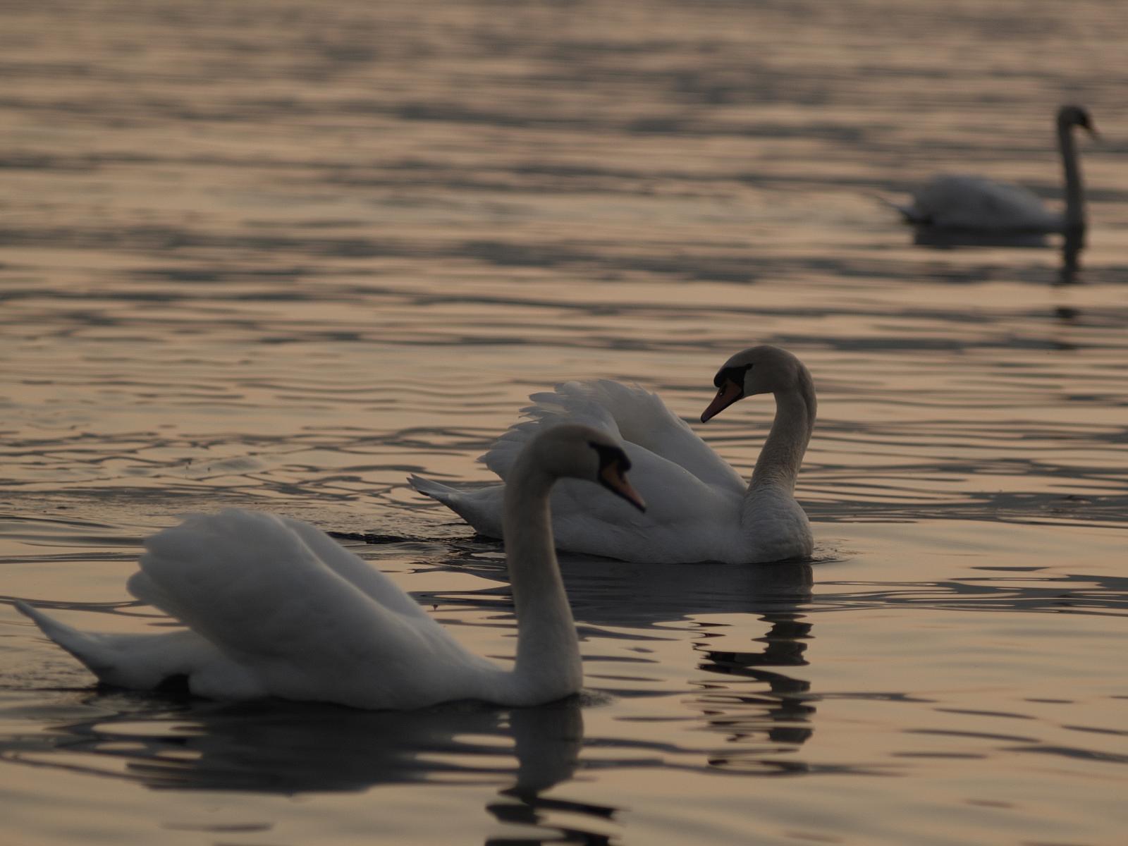 the two swans are swimming side by side