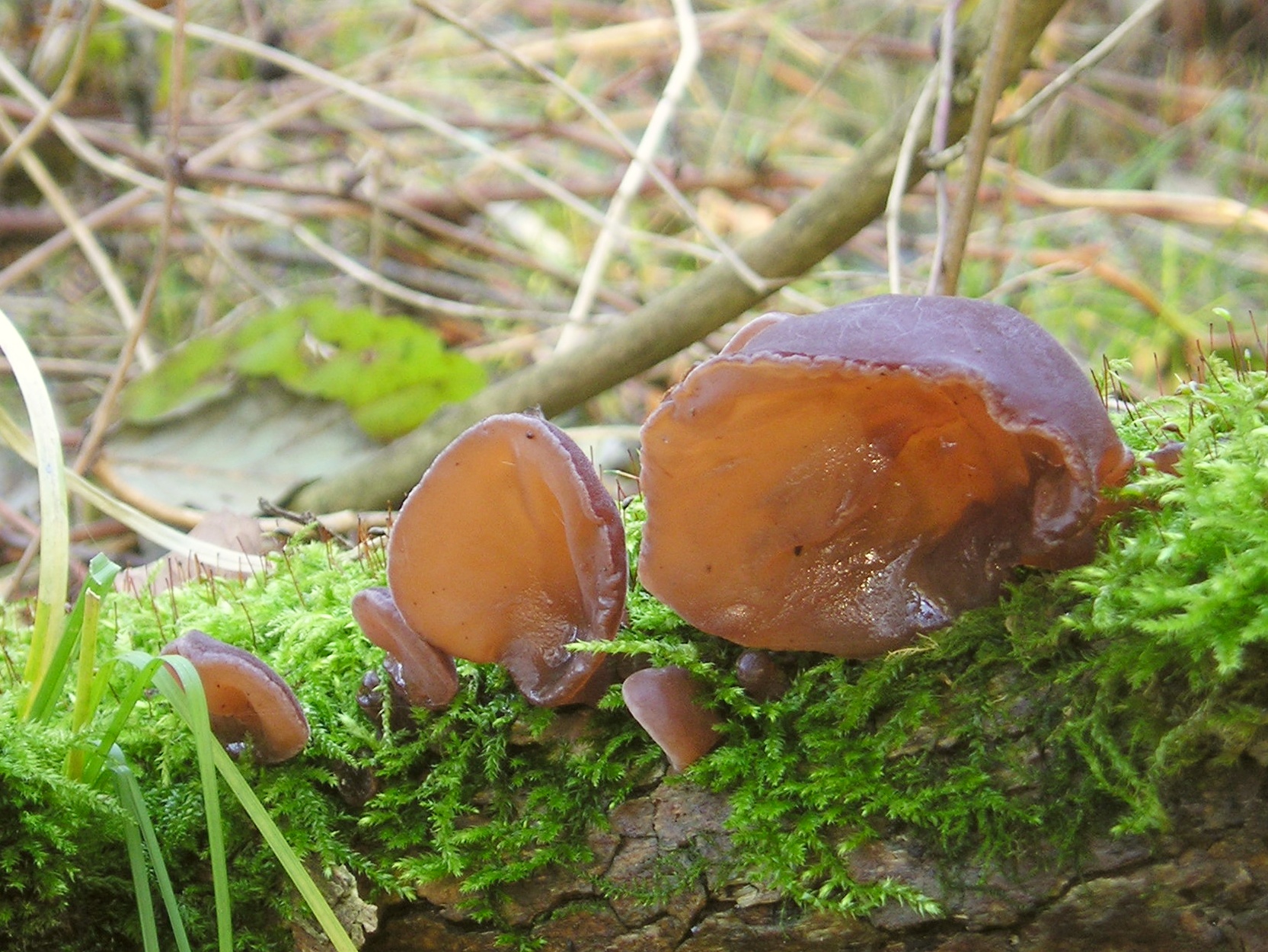 a group of mushrooms on top of a moss covered log