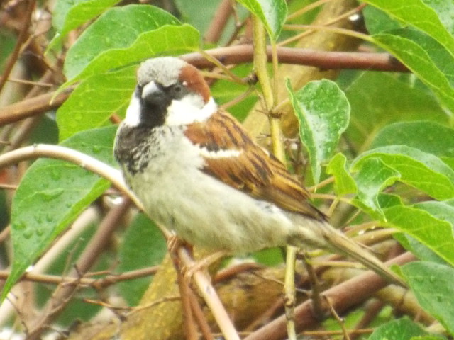 a small bird perched on top of a leaf covered tree