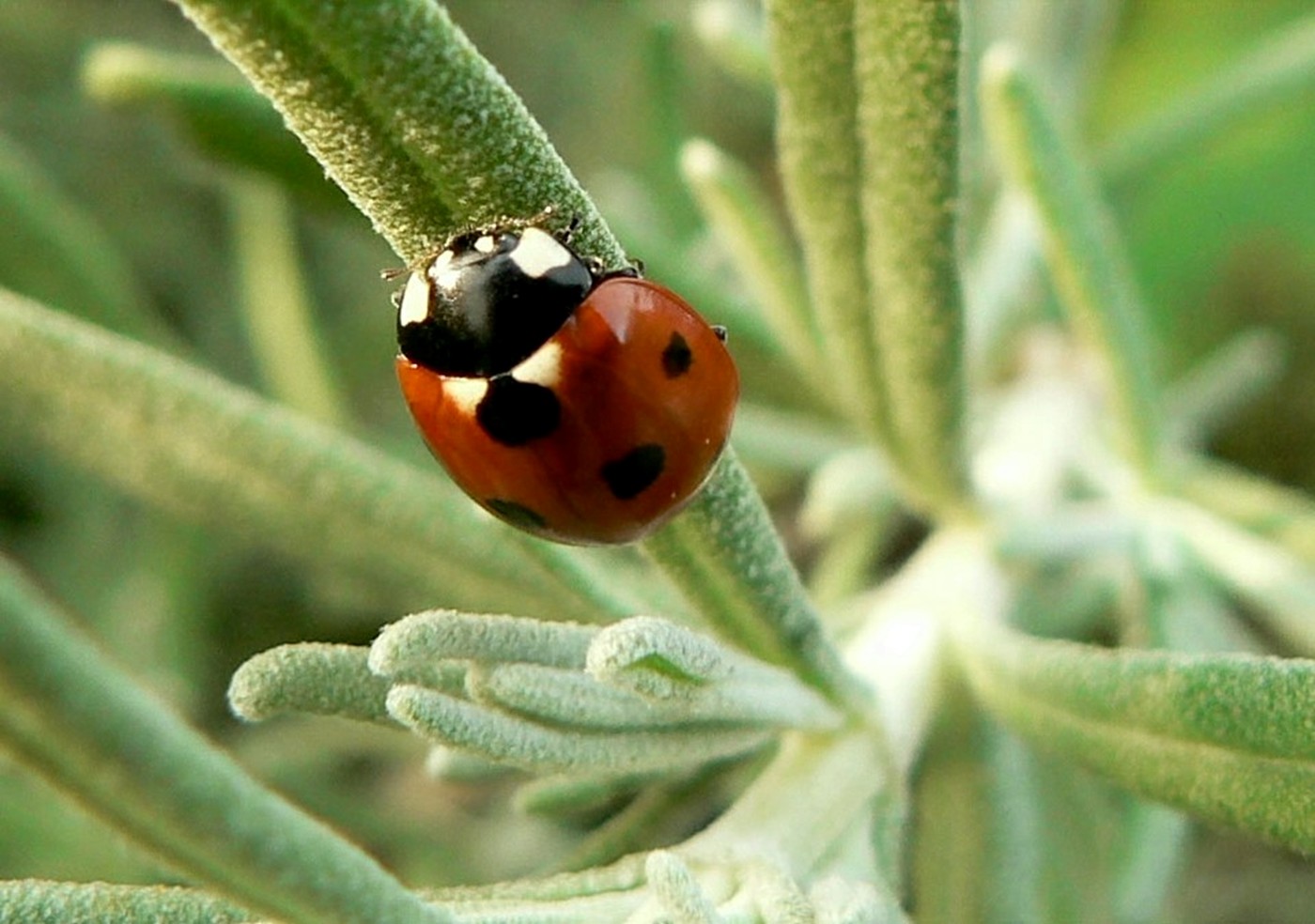 a red and black lady bug sitting on top of a plant