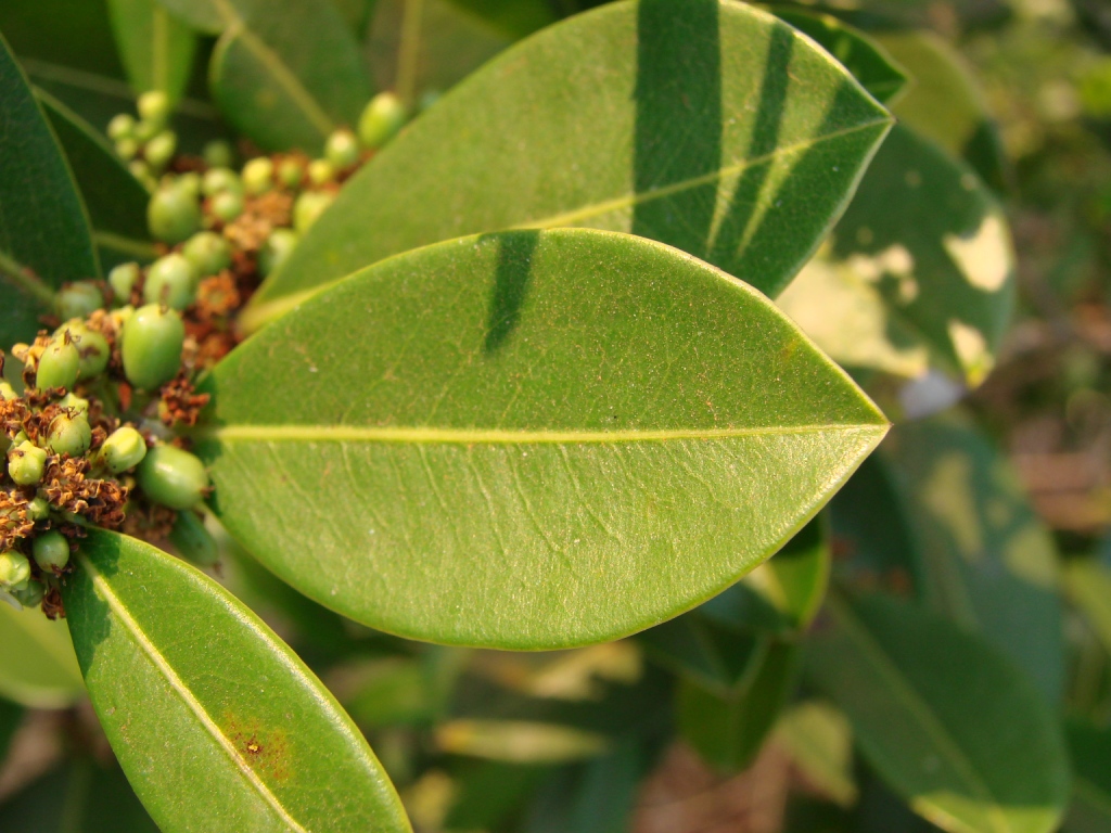 a nch with lots of tiny green berries