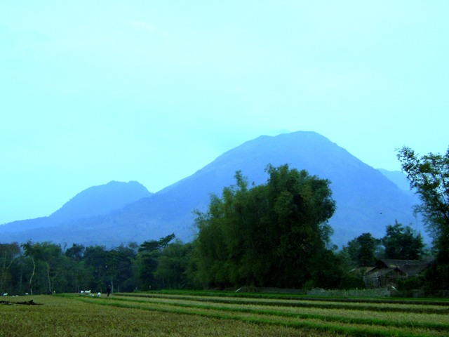 trees and grass with mountains in the background