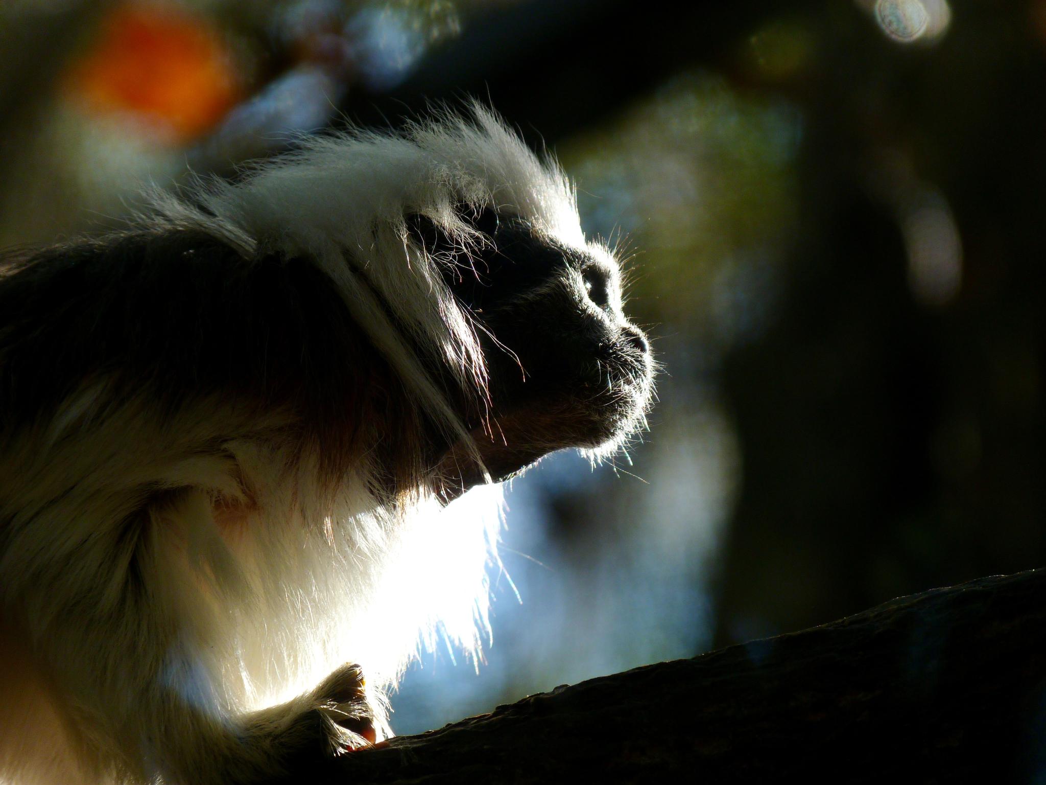 a close up of a long legged animal on a tree nch