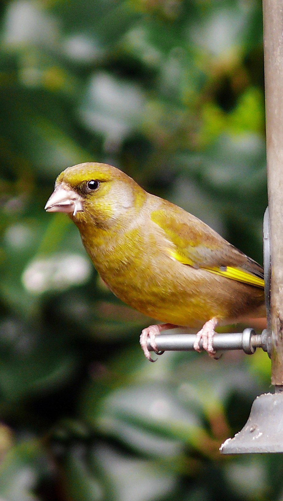 a yellow bird sitting on a feeder outside