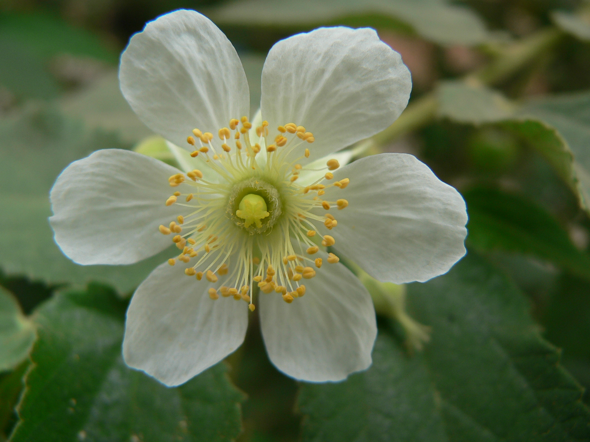 the flower is white and yellow on the plant