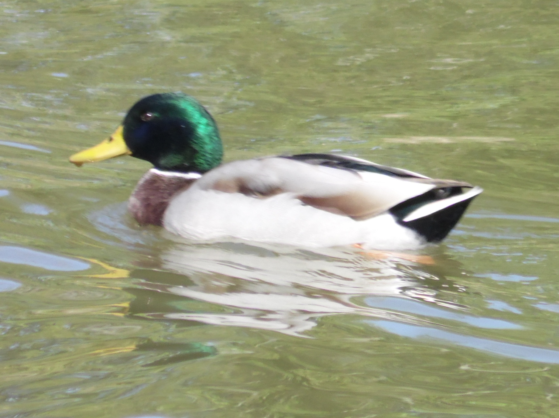 a small duck is floating on the water