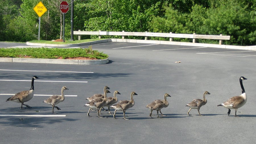 ducks and geese are walking around in a parking lot