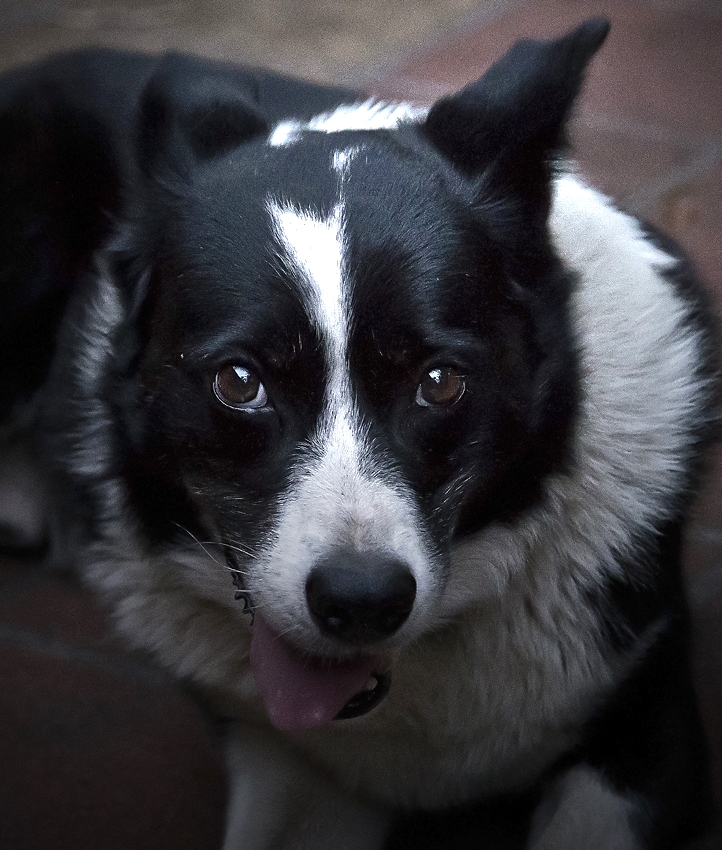 black and white dog sitting on tiled floor with tongue out