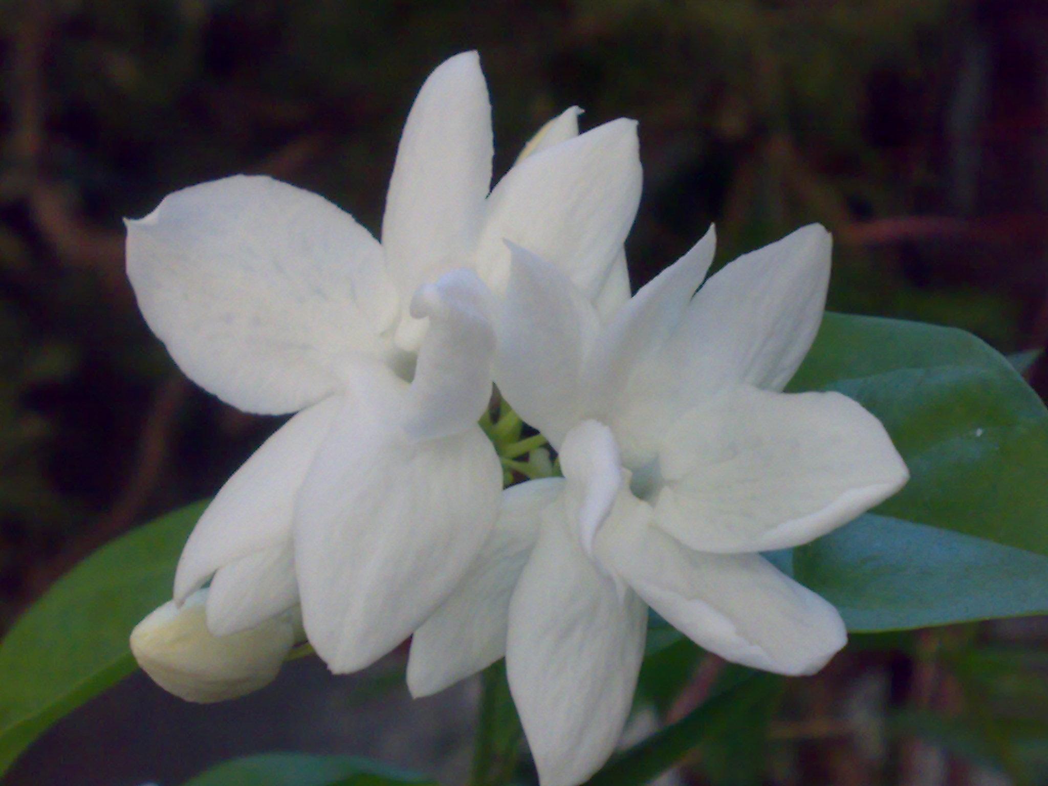 a beautiful white flower with lots of green leaves