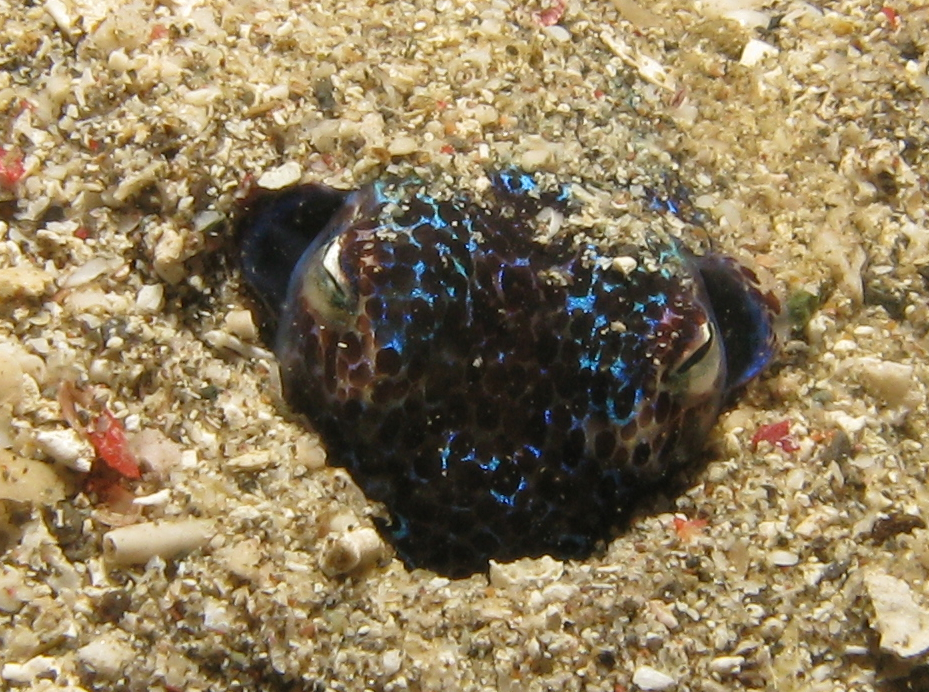 a sea creature sitting in the sand and looking at the camera