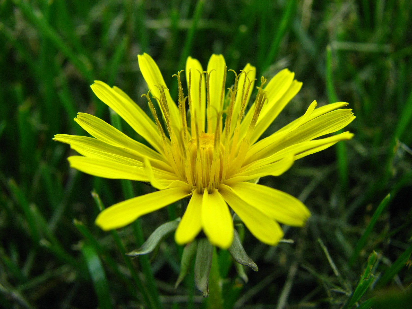 yellow flower sitting in the middle of grass