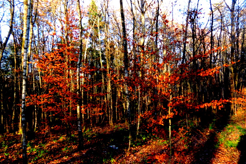 many trees in the woods with bright autumn foliage