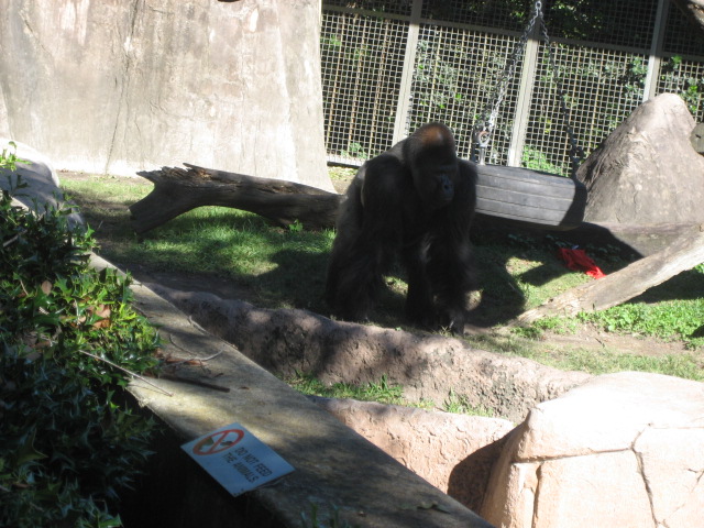 a large black gorilla walking around an enclosure