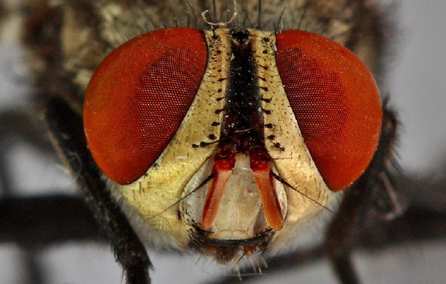 the head of a flying insect is covered in red and white flecks