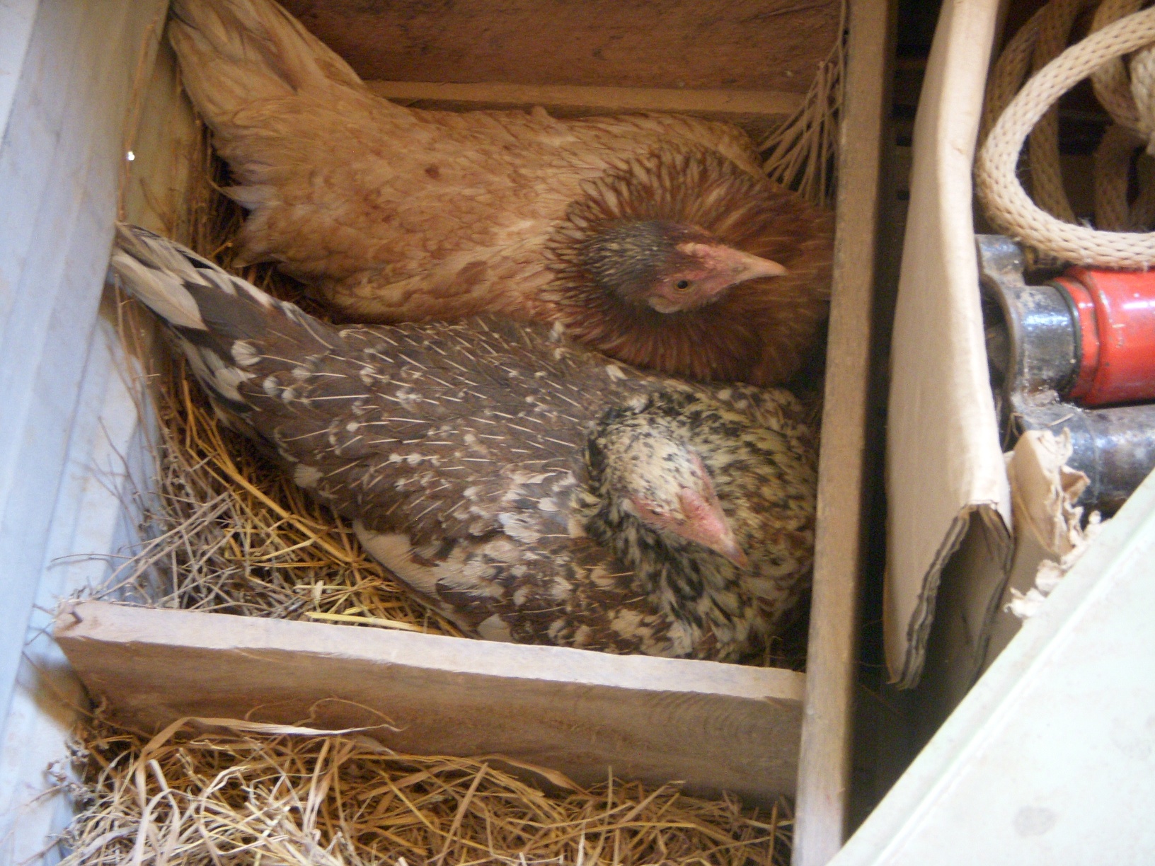 two chickens sit in the middle of hay with one sitting in the center