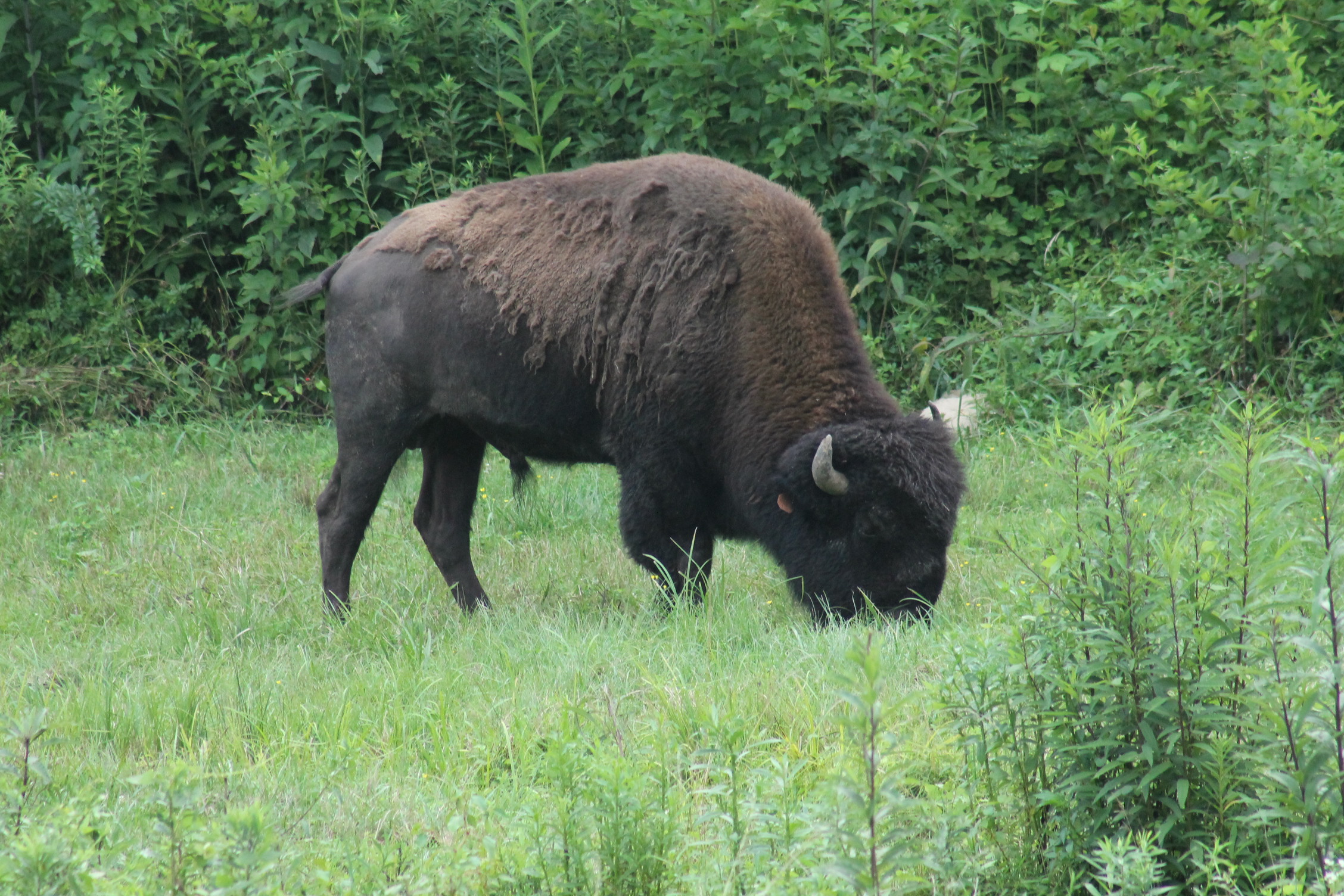 a large bison grazing in the grass near a forest