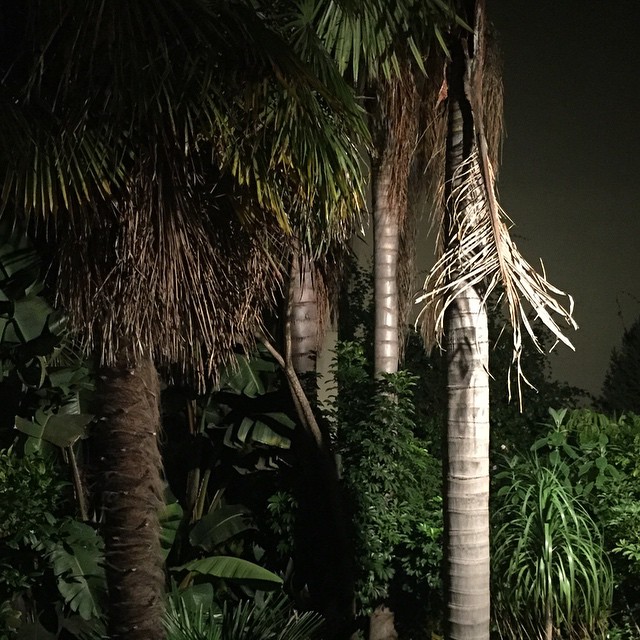 two palm trees and a bench in front of the bushes