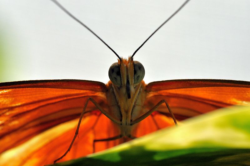 an orange and brown erfly is on the leaf