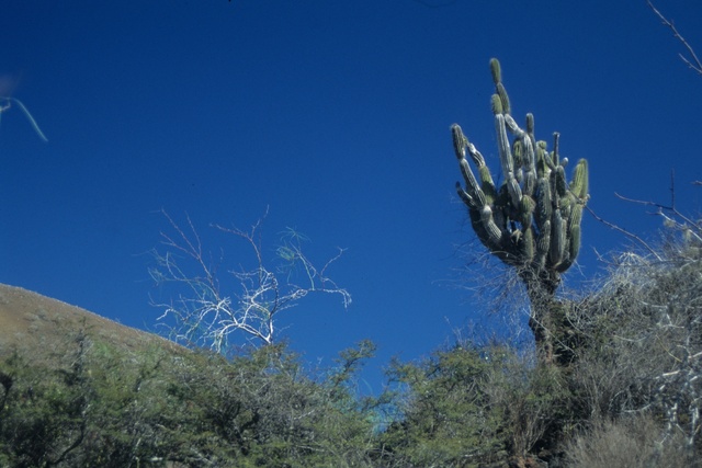 the view from behind a large cactus in a field