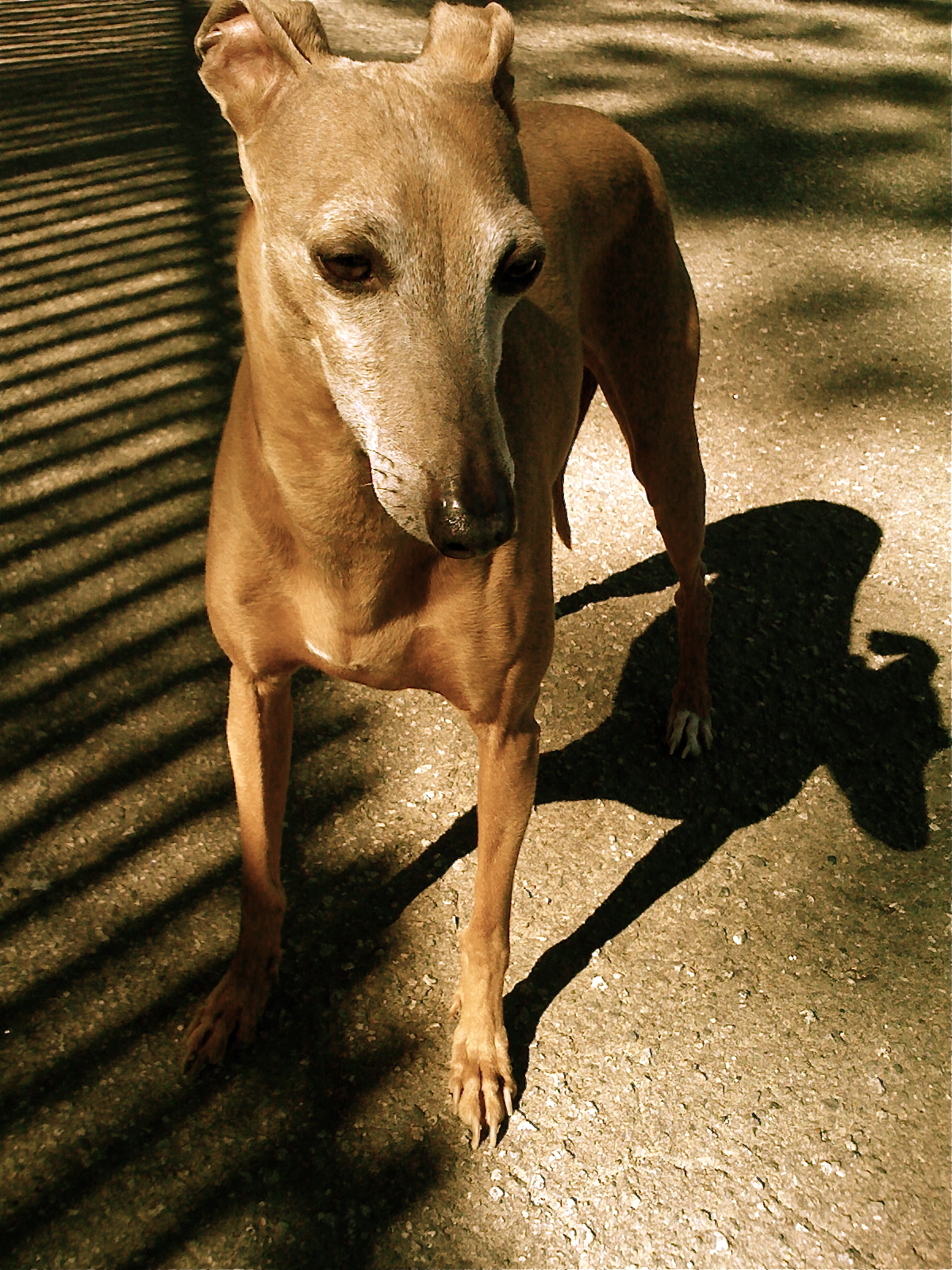 a dog standing on the ground in the shade