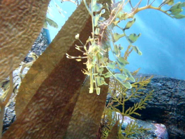 there is a small plant that is in the aquarium