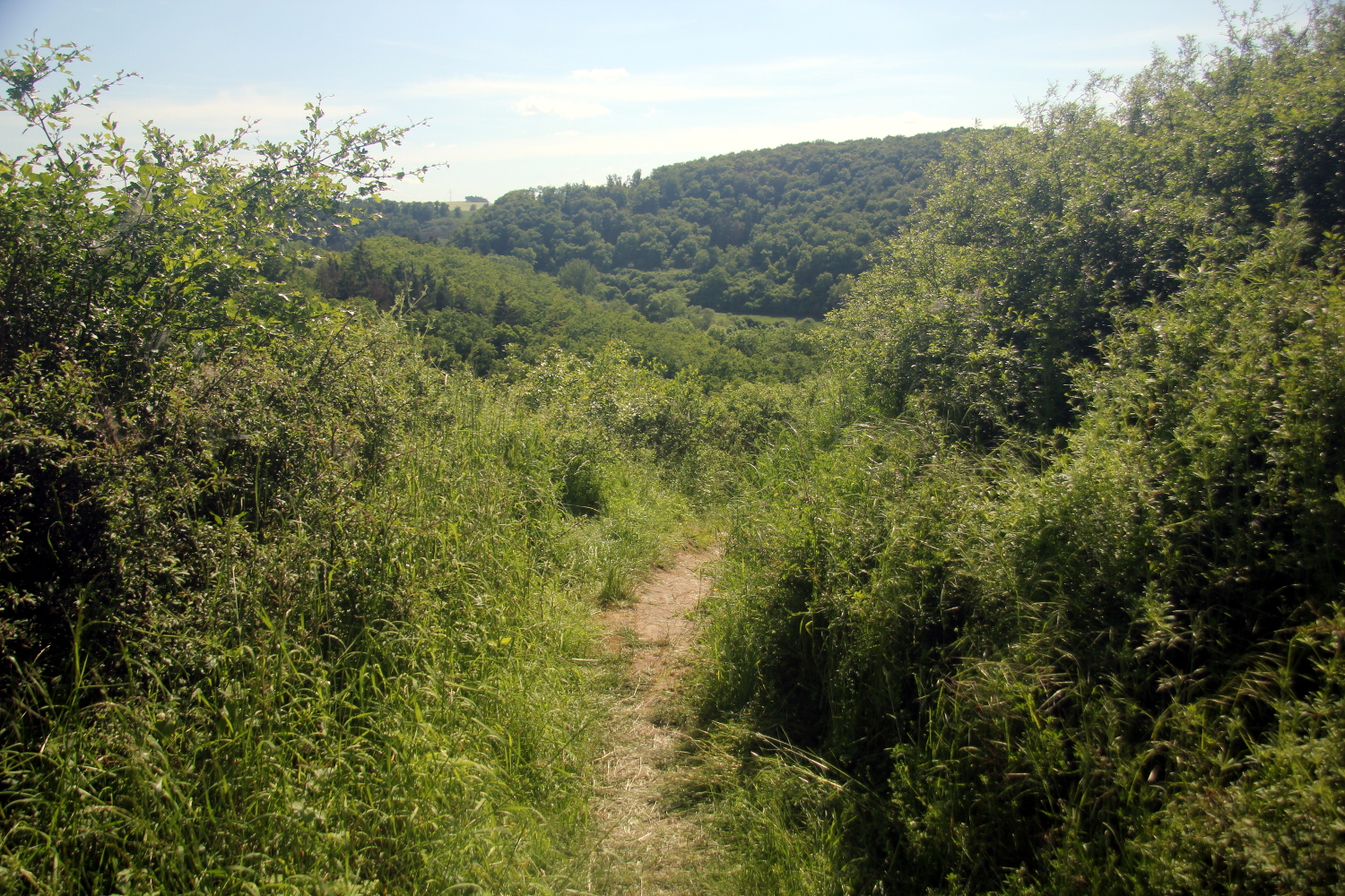 a path is in the middle of the forest