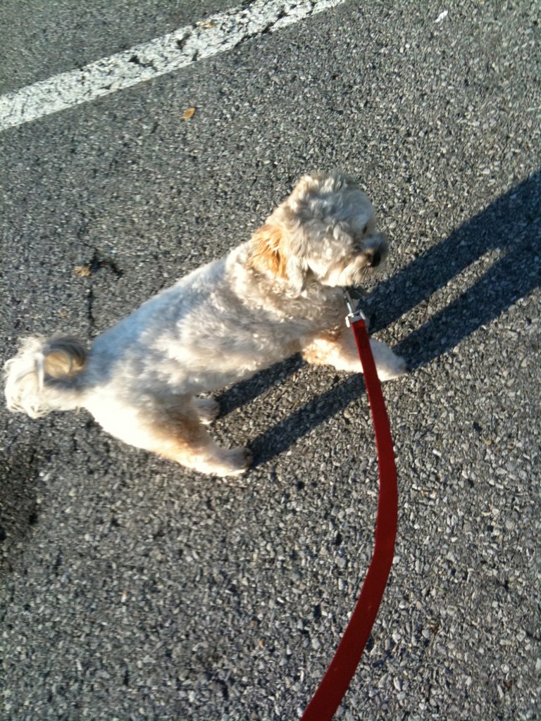 a dog that is standing on the street with a red leash