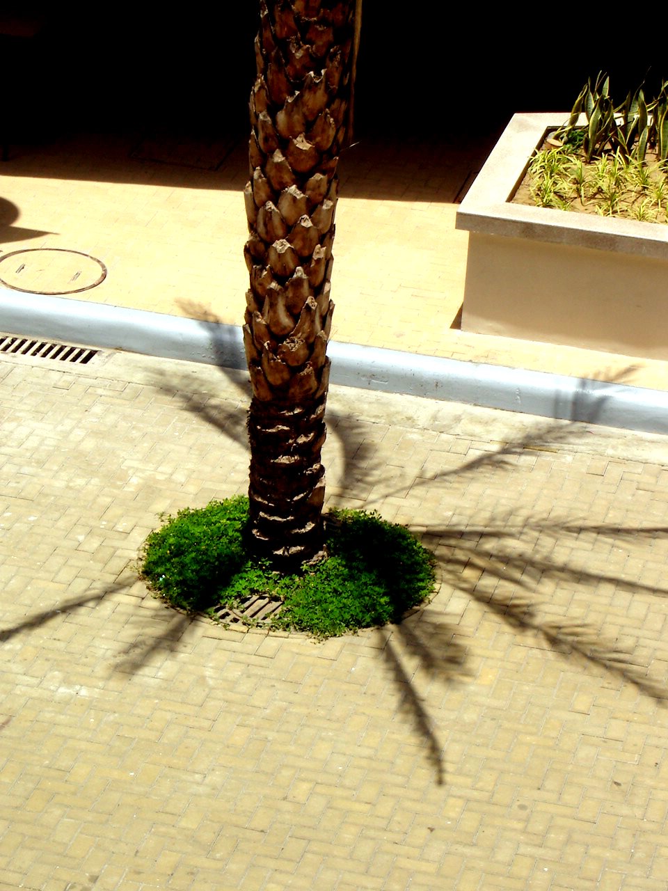 a lone palm tree standing near a sidewalk