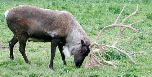 a big reindeer grazing on some grass