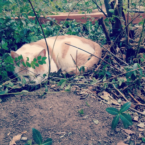 a cat resting and curled up in some plants