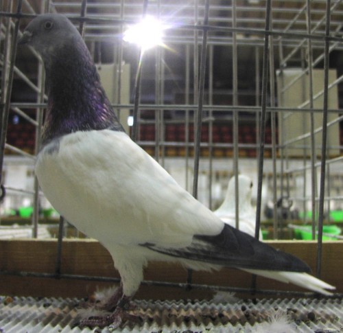 a black and white bird in cage inside