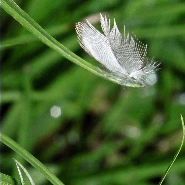 a white feather is sitting on some long green grass