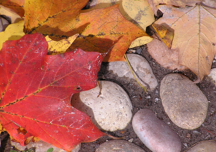 red leaf laying on the ground with rocks below