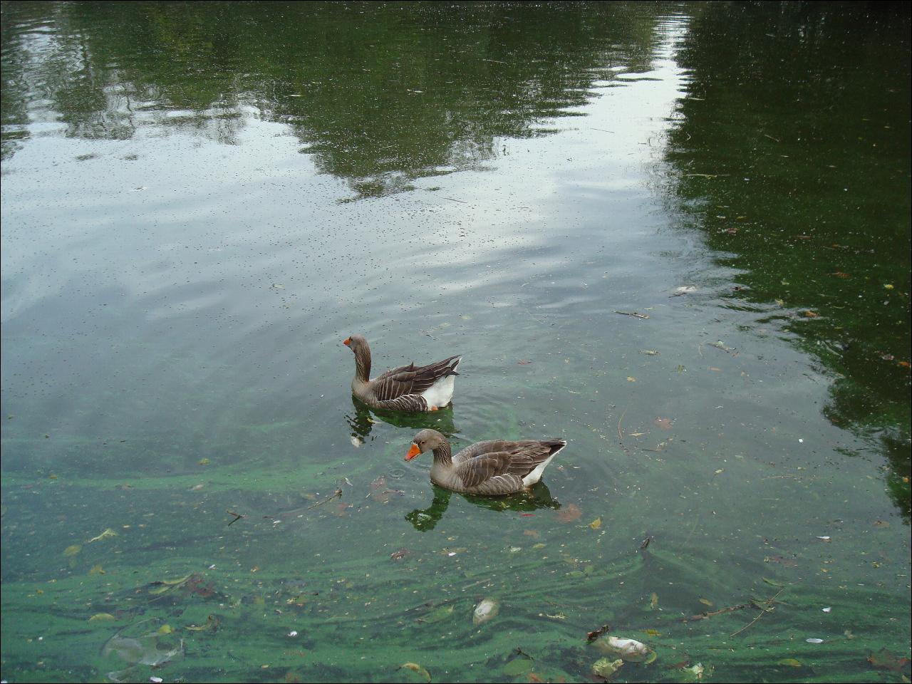 two birds floating in the middle of a green river