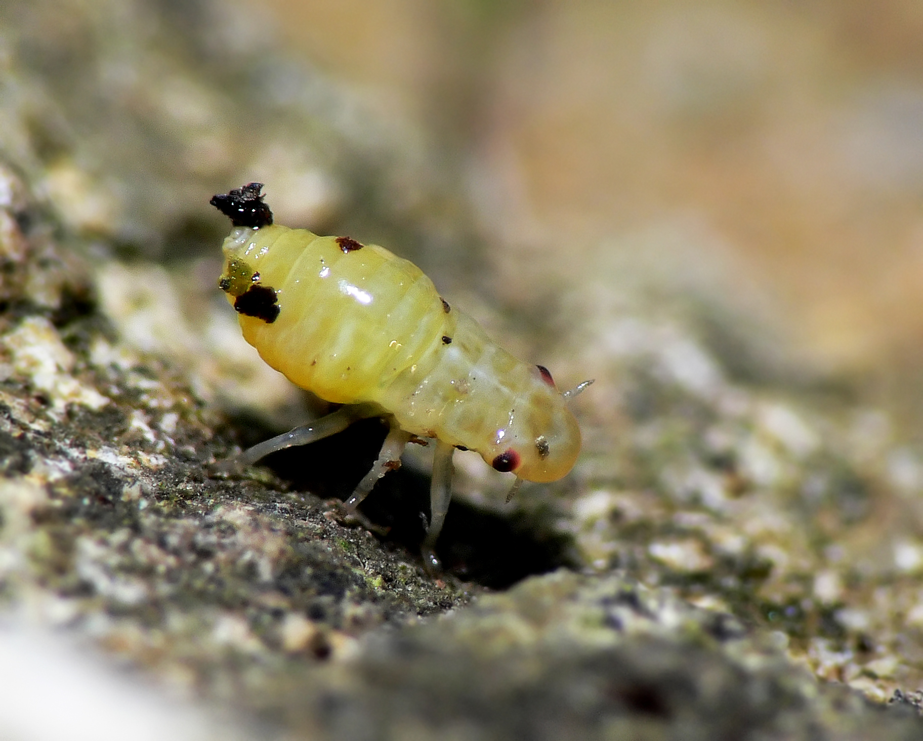 a yellow bug sitting on top of a rock