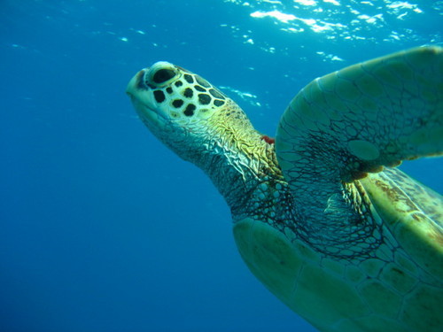 a large turtle with its head above the water