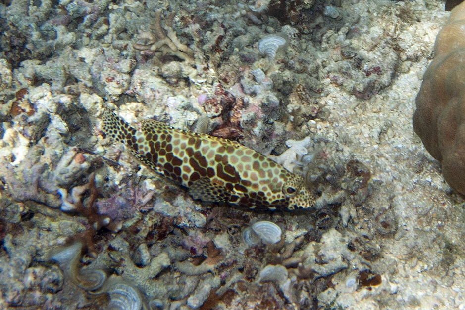 an image of a sea animal on the ocean floor
