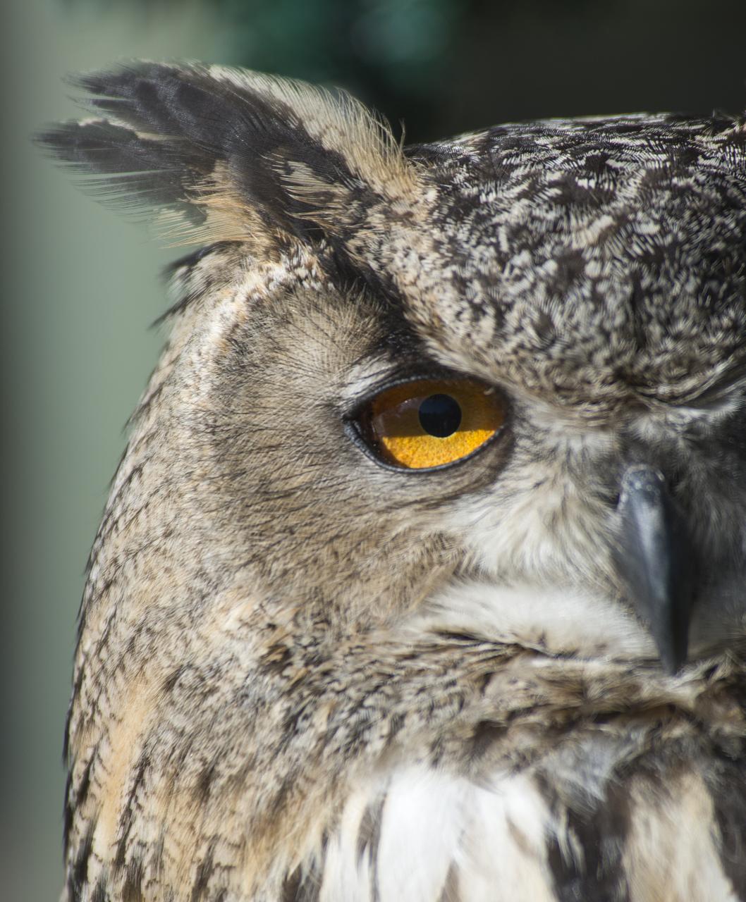 a closeup s of the owl with yellow eyes