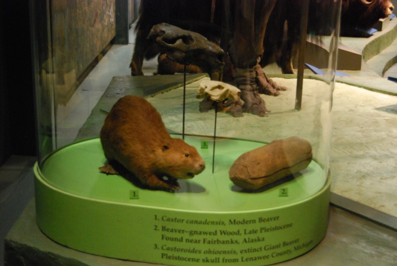 museum display of animals in glass cases on display